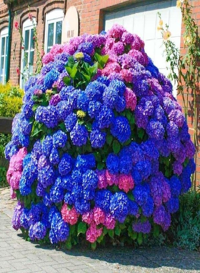 ZEshops 35pcs Blue Pink Purple Hydrangea Seeds - Stunning Perennial Flowers for Colorful Garden Blooms - Hardy Plant Seeds for Gardening Enthusiasts - Easy-to-Grow Variety for Landscape Beautification - Image 1